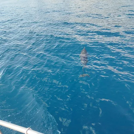 Botel Dolphins Tour Trinacria Escursioni