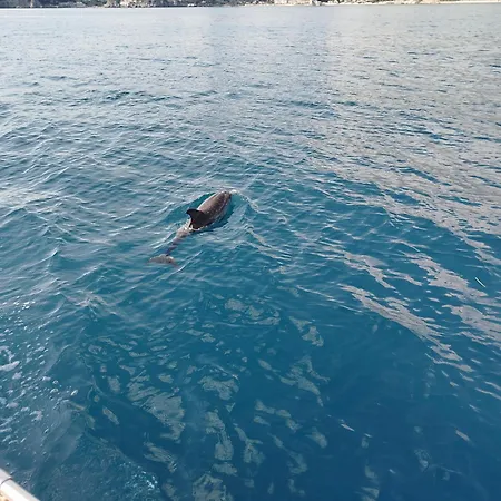 Botel Dolphins Tour Trinacria Escursioni *