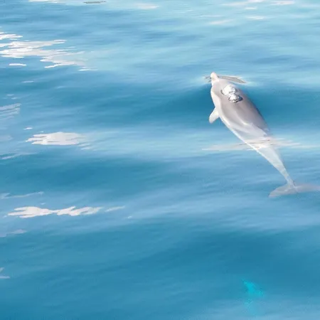 Botel Dolphins Tour Trinacria Escursioni *
