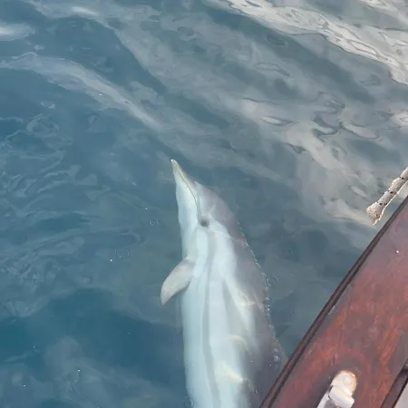 Botel Dolphins Tour Trinacria Escursioni
