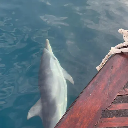 Dolphins Tour Trinacria Escursioni