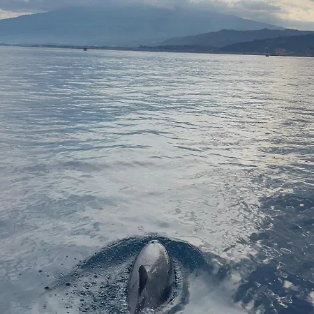 Dolphins Tour Trinacria Escursioni Botel