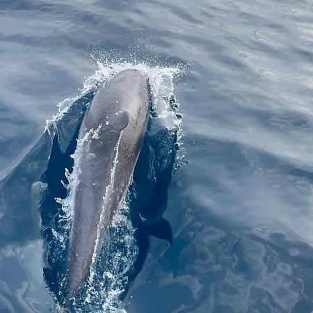 Dolphins Tour Trinacria Escursioni Botel Giardini Naxos